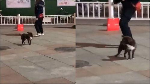 网友爆料狗狗视频大全图片,狗狗视频大全，萌态百出，笑料连连